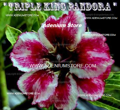 (image for) Adenium Obesum Triple King Pandora 5 Seeds - Click Image to Close